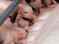 Impacto del nivel de plasma secado por spray en cerdos destetados.